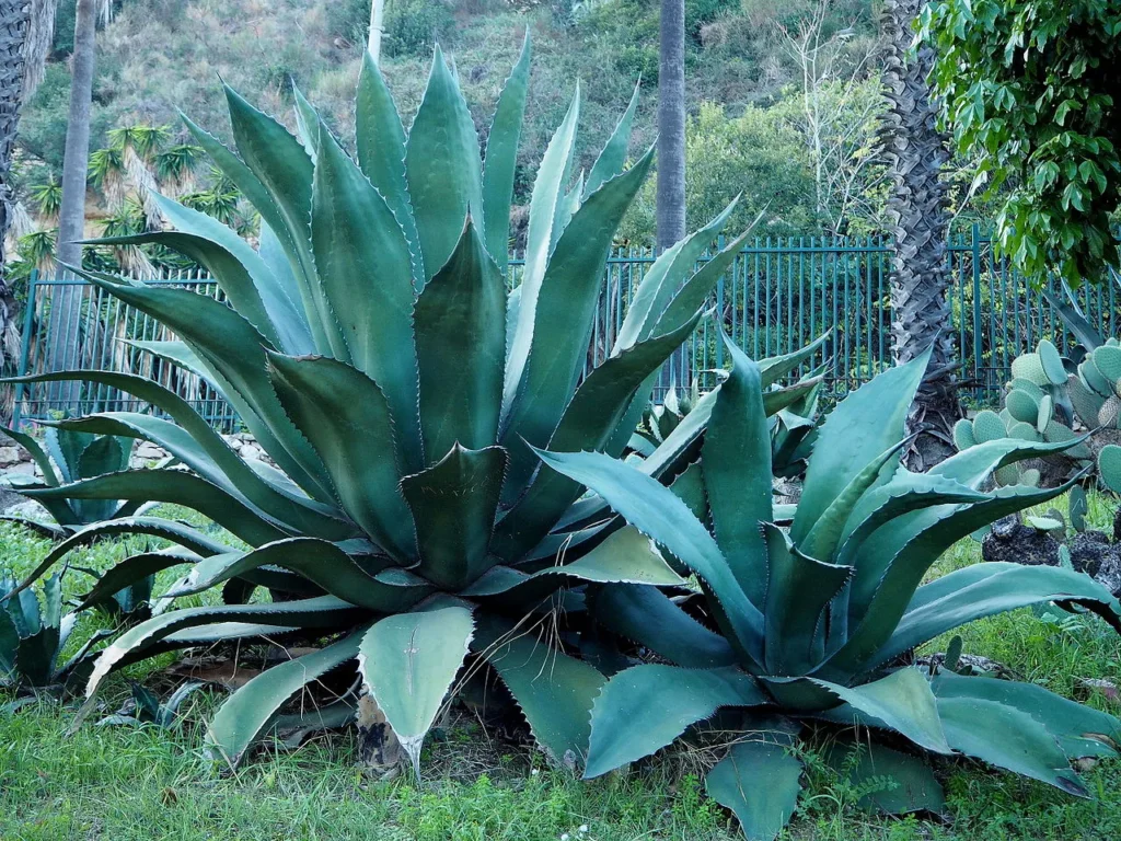 Agave Salmiana CDMX