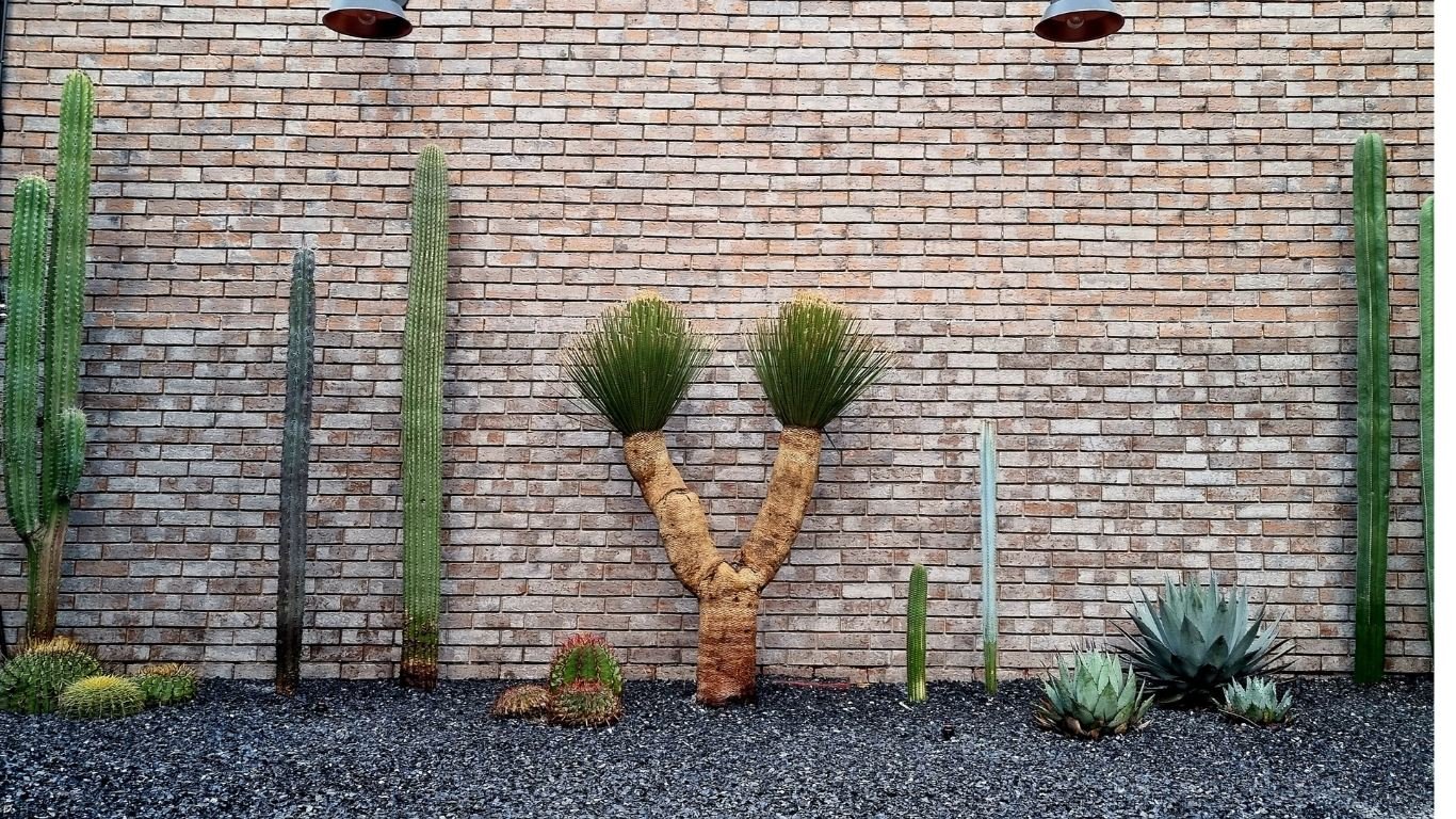 Jardín desértico Oficina EdoMex