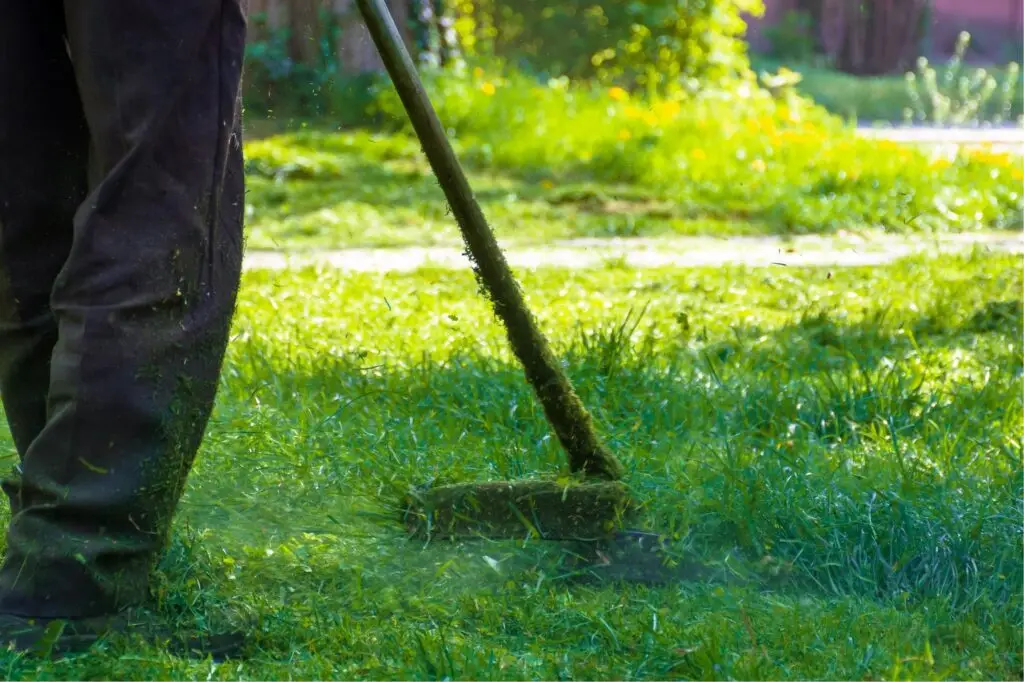 Mantenimiento áreas verdes CDMX