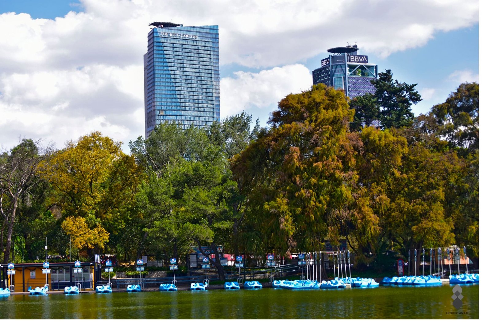 Árboles de la CDMX